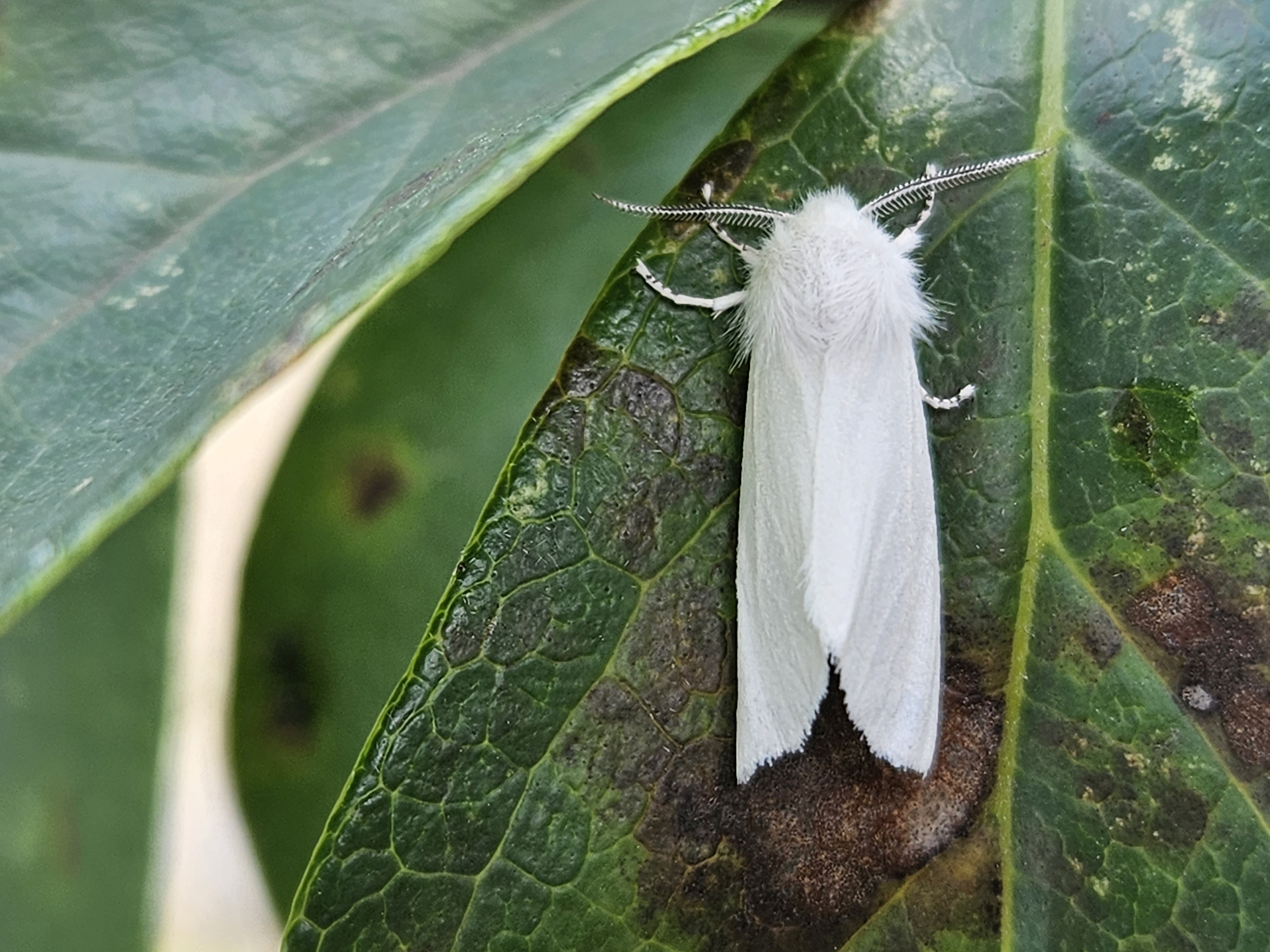 미국흰불나방12