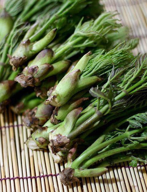 두릅 효능 및 부작용