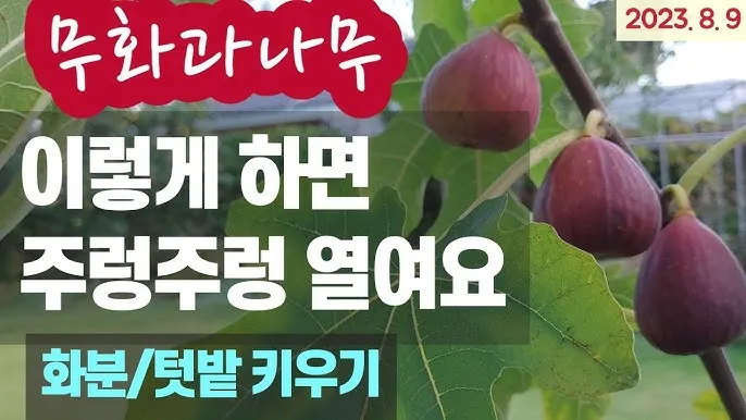 무화과 재배 가지 전정 하우스 보온 수확 연장_8
