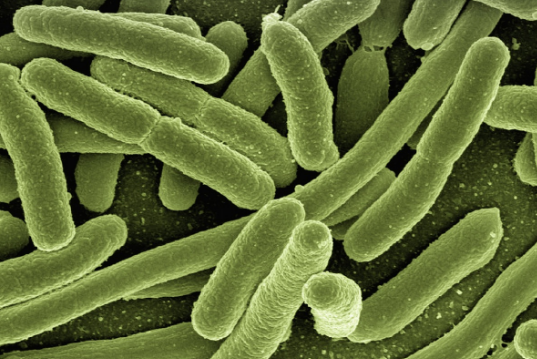 생명의 역사, 어떻게 일부 생명체들은 수백만 년을 살아남았을까?