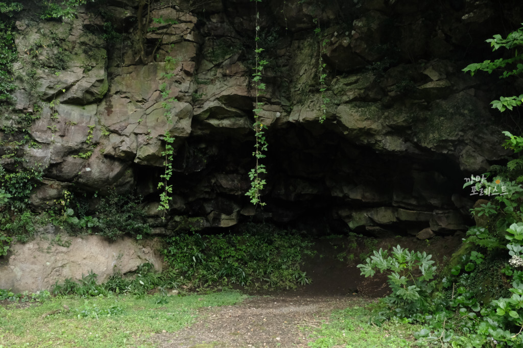 성읍 녹차 동굴 식물