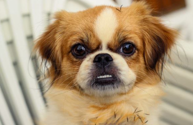 신음하며 화내고 있는 치와와.