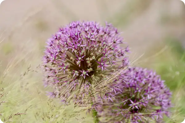 부추김치 맛있게 담그는 법