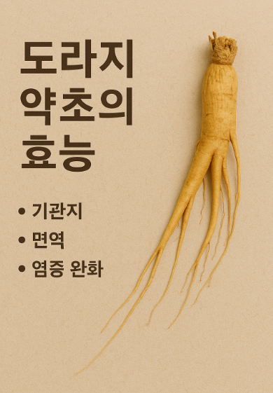 도라지 약초