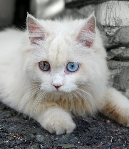 초보 집사를 위한 고양이 백신 설명서, 종합백신부터 선택 백신까지 예방접종 가이드