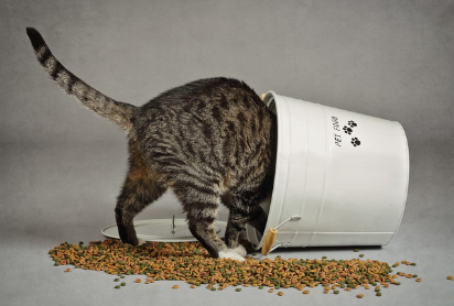 밥 속에 들어가는 고양이.