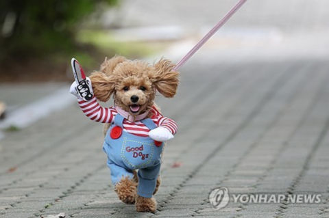 반려동물 등록