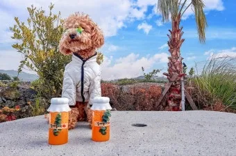 제주 반려견과 함께 가기 좋은 펫프렌들리 숙소 리스트_15