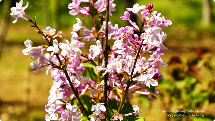 라일락꽃