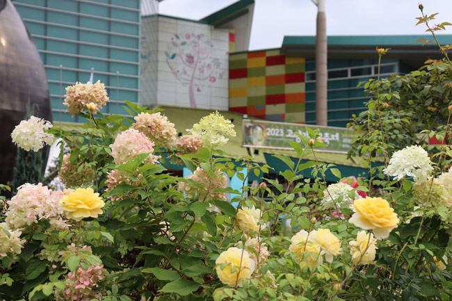 2024 고양 가을꽃축제