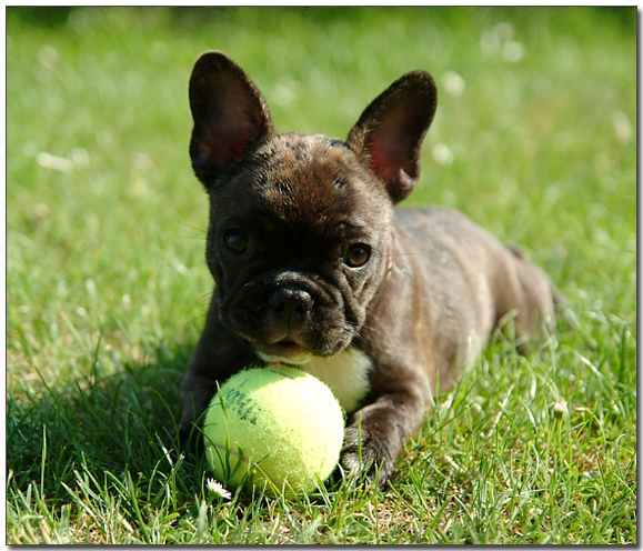 공을 가지고 노는 아기 프렌치 불독