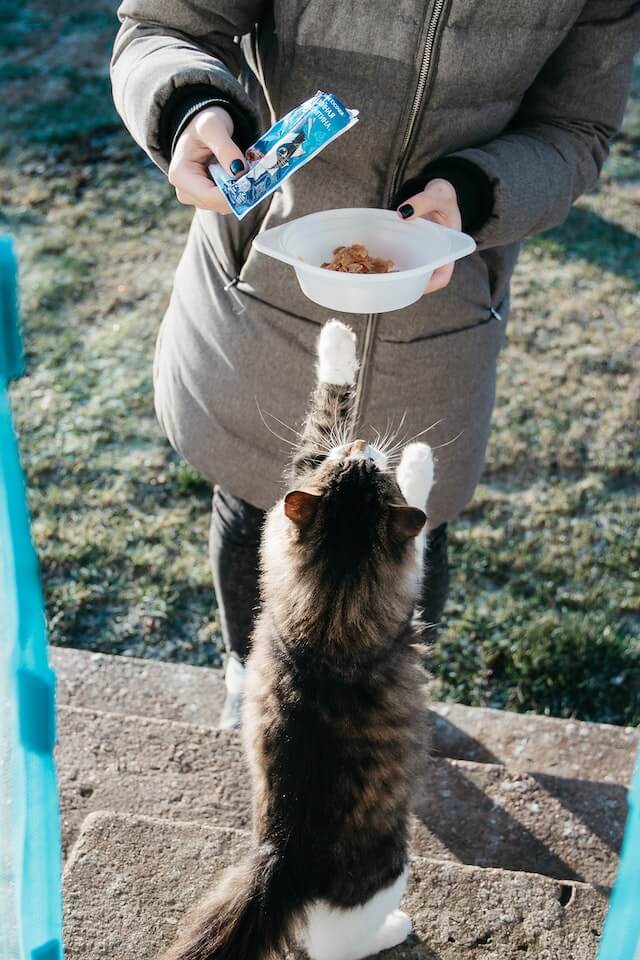 고양이-사진1
