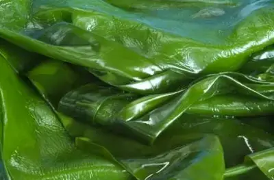 해조류-사진