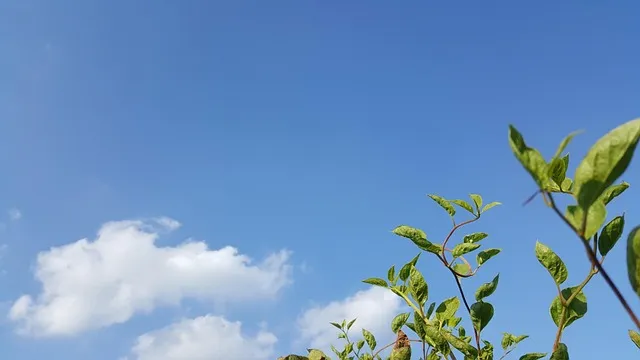 오미자 재배 차광 관리 덩굴 유인 병해 예방_4