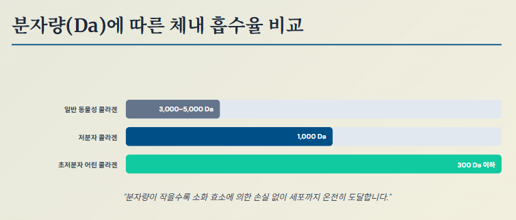 분자량에 따른 체내 흡수율비교
