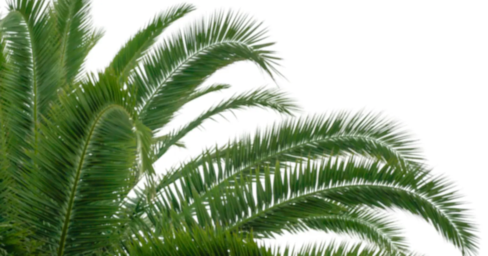 식물이름 찾기 어플 BEST 5