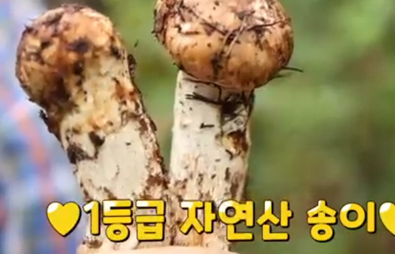 자연산 버섯가게 산드레