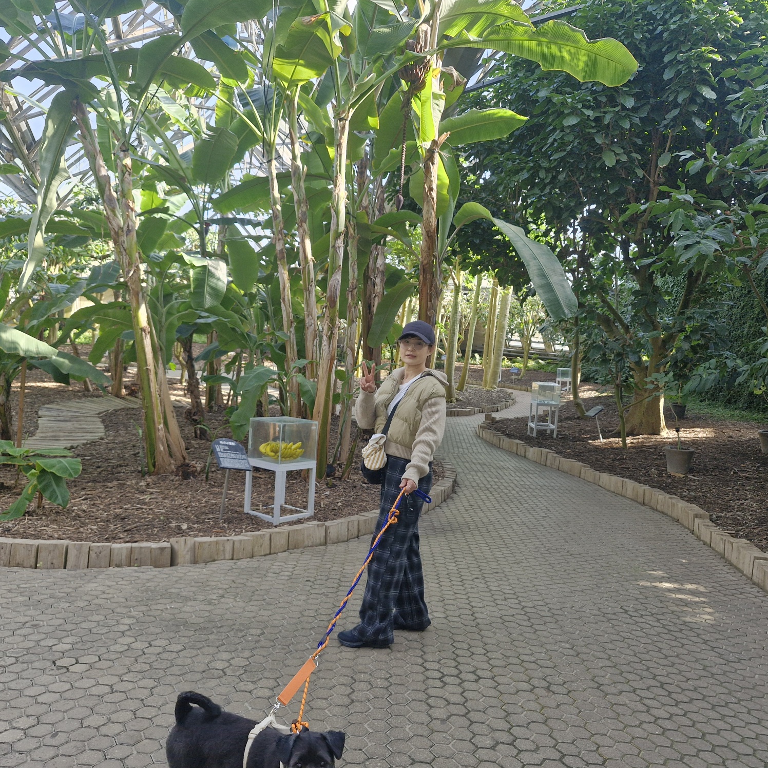 강아지 침대,쇼파에서 땅파기행동하는 진짜이유 7가지