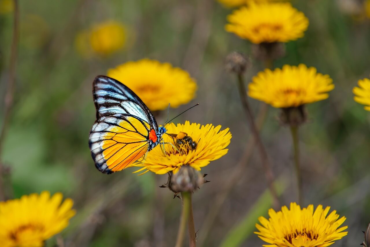 개와 고양이 췌장염, 치료법은 어떻게 달라졌을까? 최신 연구 총정리!