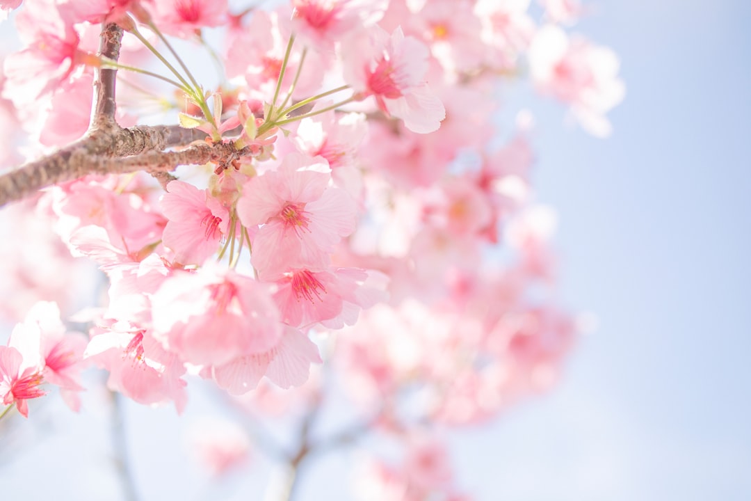 Sakura