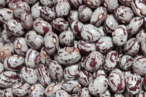 호랑이콩 효능06