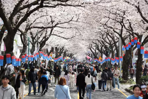 제주벚꽃축제