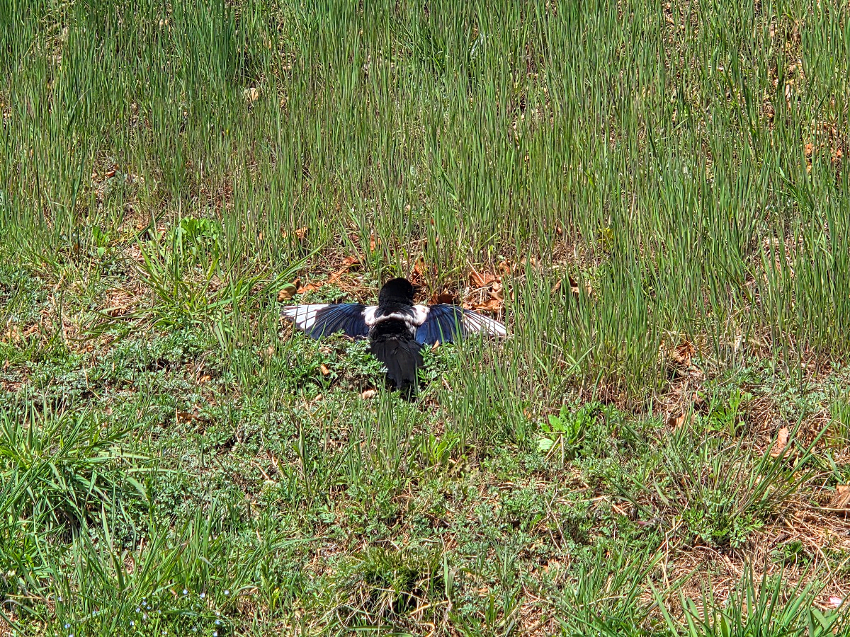 인천 벚꽃 명소 굴포천: 청리단길 꼭 가봐야 할 사계절 감성 산책로