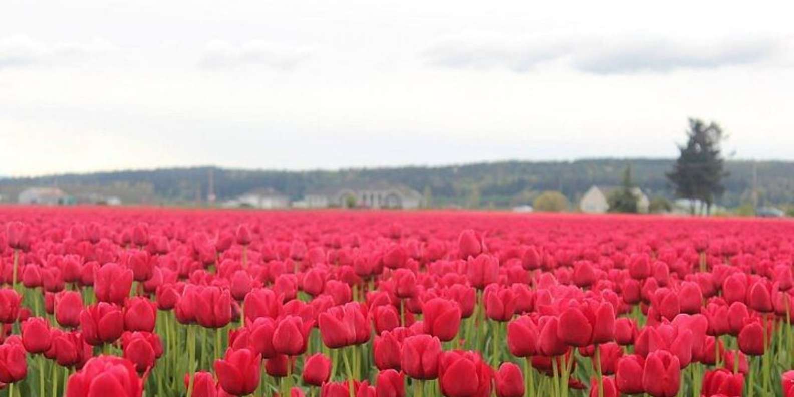 미국 – 시애틀 스카짓 밸리 튤립 축제
