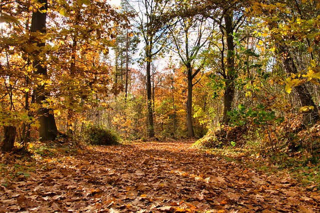 숲나들e 활용 꿀팁 가이드: 전국 자연휴양림 완전정복