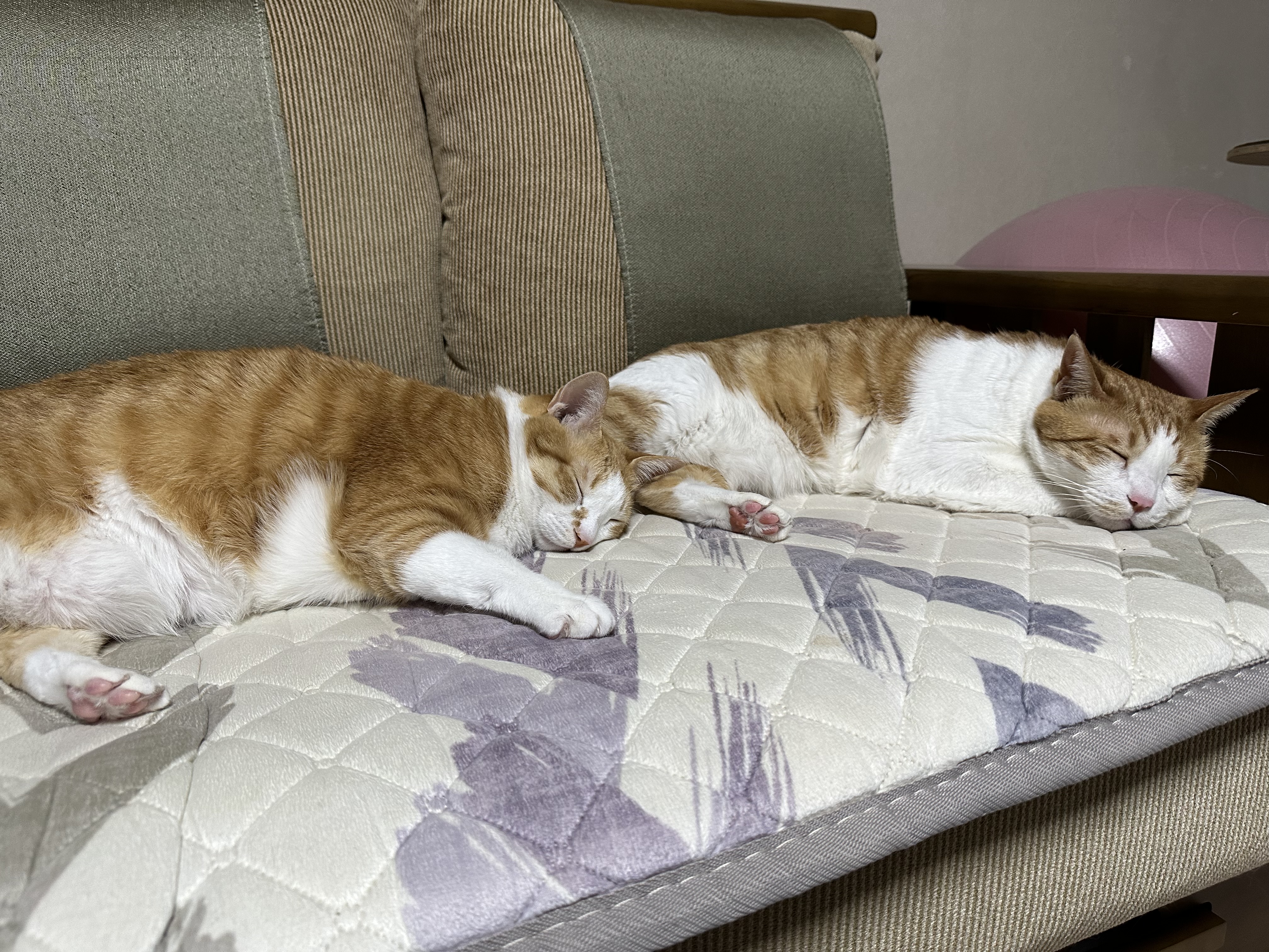 보면 힐링되는 사이좋은 치즈형제들