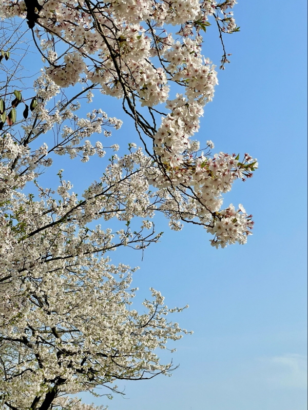 벚꽃명소
