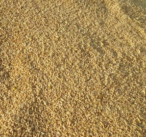 카무트 효소 효능 및 먹는법 총정리