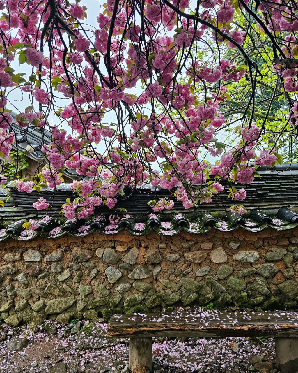 [4월 봄꽃 여행]순천 선암사❘진달래, 겹벚꽃, 홍매화, 개화시기