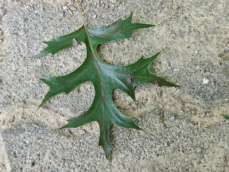 대왕참나무 잎2