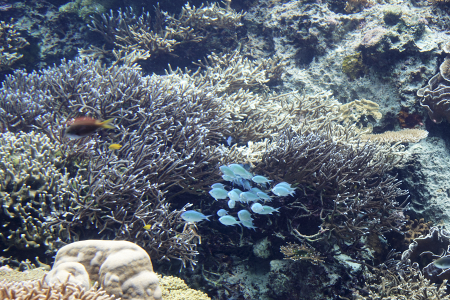 오키나와 츄라우미 수족관 해양생물들