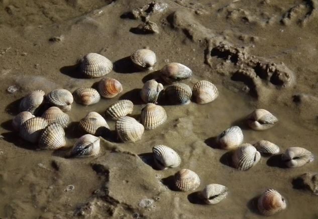 새조개_갯벌_사진