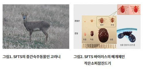 SFTS-숙주고라니-매개체진드기