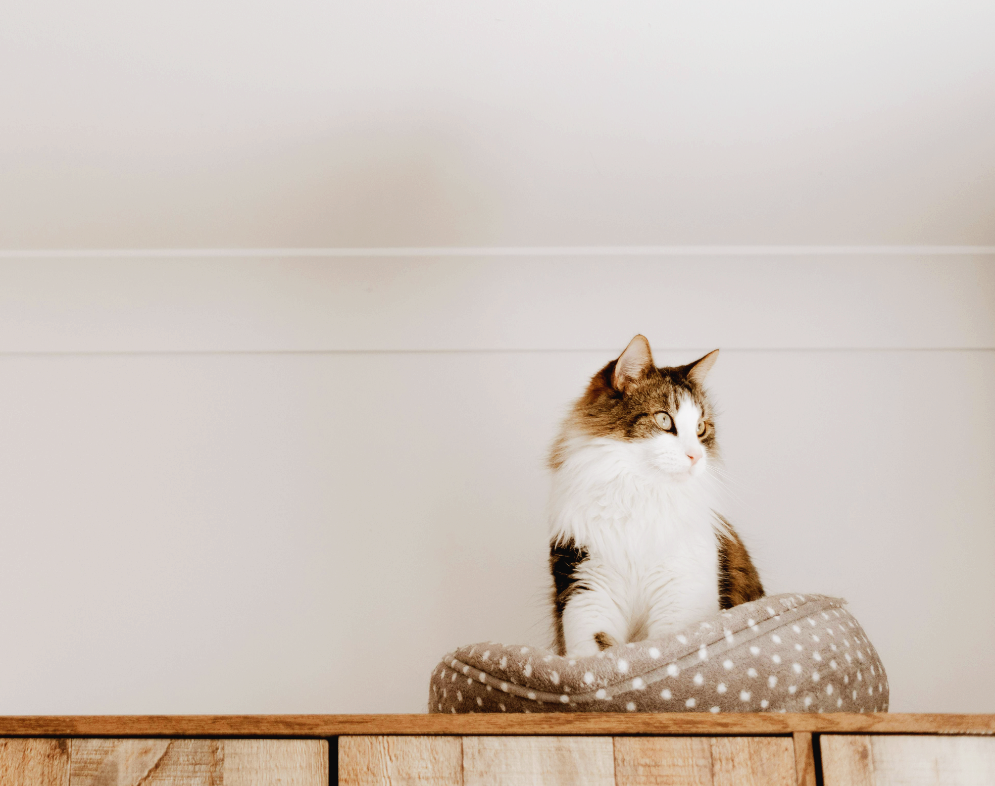 반려동물이 특정 가구 높이만 두려워할 때 나타나는 감각·환경적 원인 분석