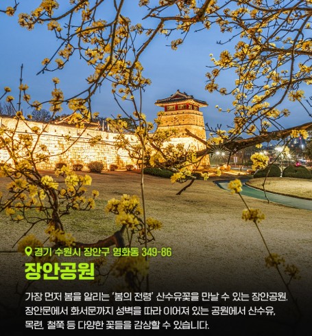 [봄꽃구경] 서울 근교 봄나들이 갈만한 곳 장안공원