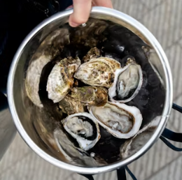 굴 효능 부작용 칼로리