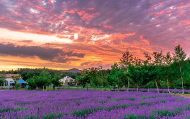 2024 고성 하늬라벤더팜 라벤더 농장 축제 입장료 개화 주차장