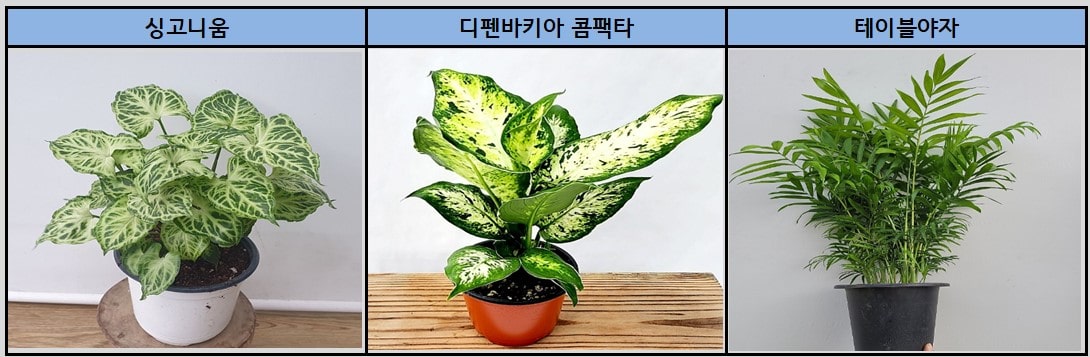 싱고니움 디펜바키아 콤팩타 테이블야자