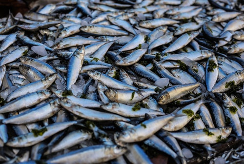 1. 기억력 좋아지는 법 및 음식 생선