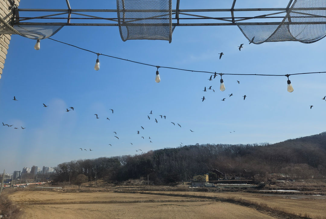 파주 스테이씨 철새