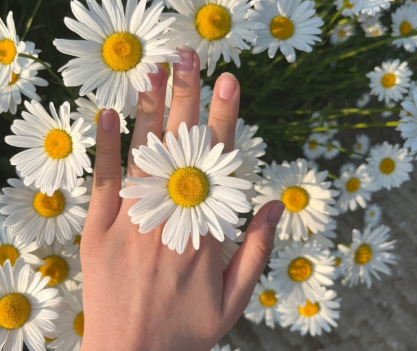 서산 유기방가옥 샤스타데이지 출처-홈페이지