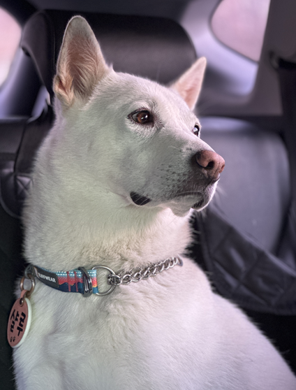 자연광에 유독 빛나는 우리집 진돗개, 샬루