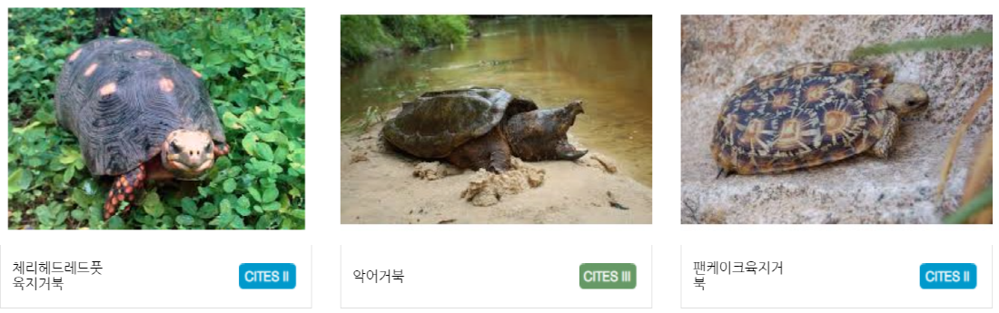 구미 쥬쥬동산
