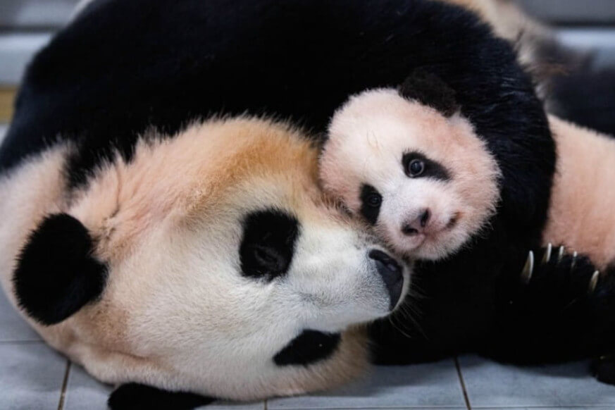 아기-푸바오와-아이바오