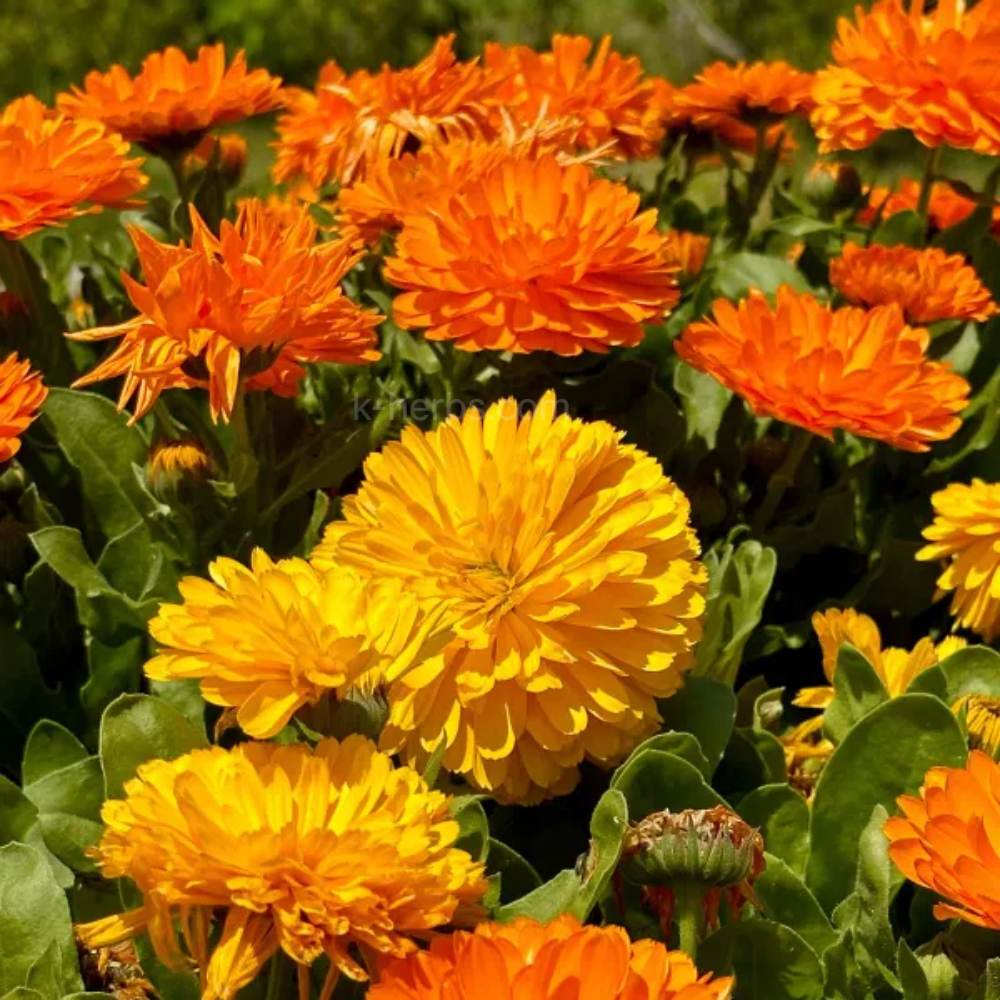 밭에서 자라고 있는 카렌듈라