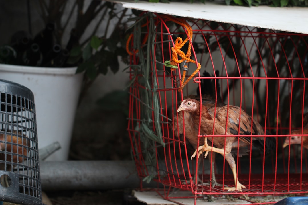 Chicken.